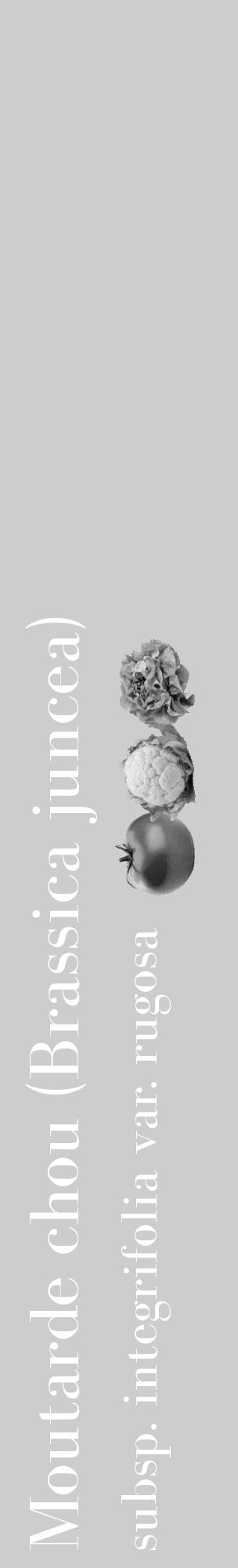 Étiquette de : Brassica juncea subsp. integrifolia var. rugosa - format c - style blanche41basique_basique_basiquebod avec comestibilité simplifiée - position verticale