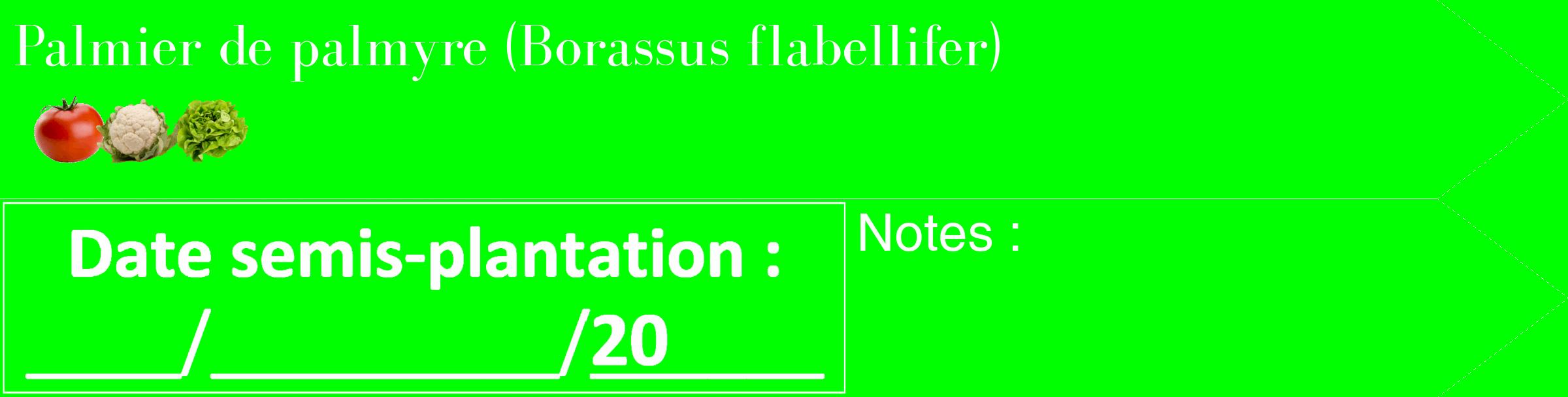 Étiquette de : Borassus flabellifer - format c - style blanche16_simple_simplebod avec comestibilité simplifiée