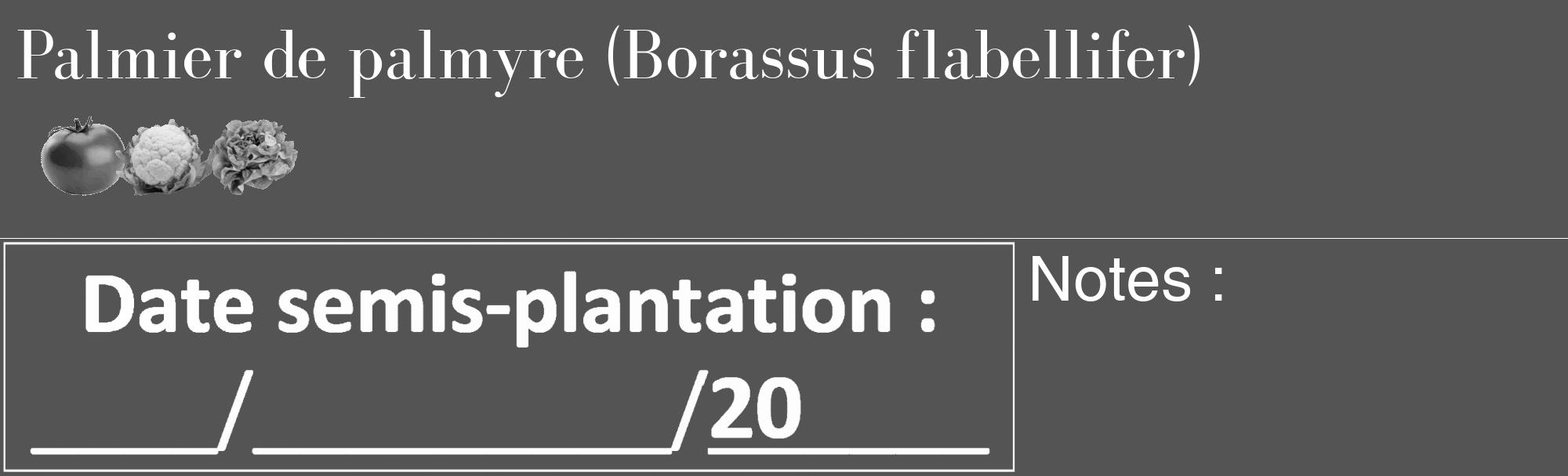 Étiquette de : Borassus flabellifer - format c - style blanche30_basique_basiquebod avec comestibilité simplifiée
