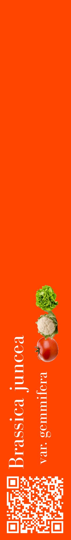 Étiquette de : Brassica juncea var. gemmifera - format c - style blanche26_basiquebod avec qrcode et comestibilité simplifiée
