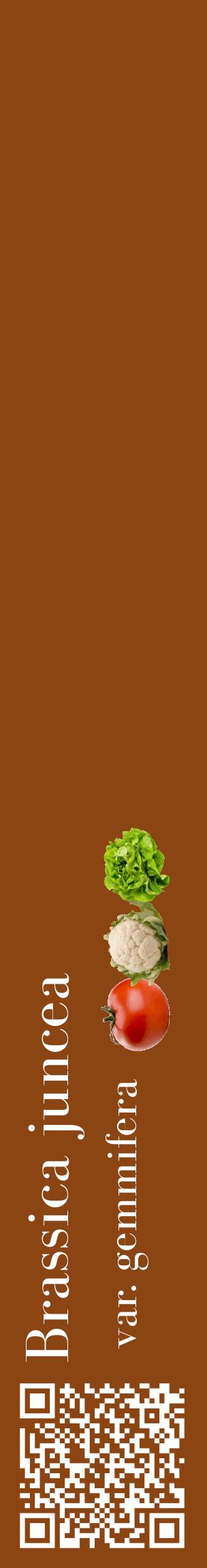 Étiquette de : Brassica juncea var. gemmifera - format c - style blanche30_basiquebod avec qrcode et comestibilité simplifiée