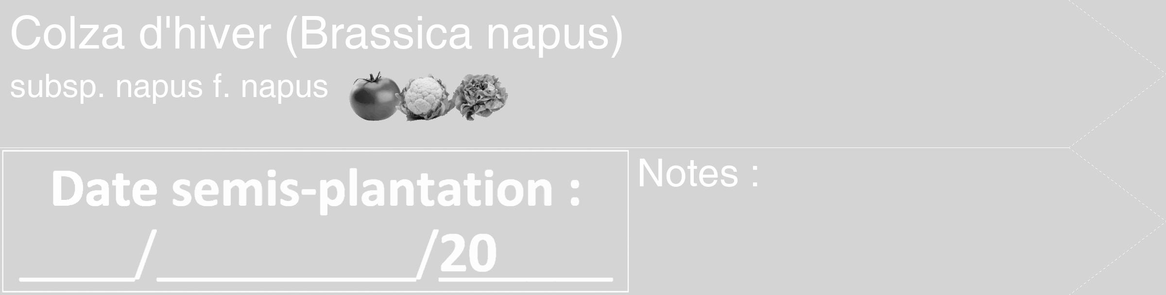 Étiquette de : Brassica napus subsp. napus f. napus - format c - style blanche40_simple_simplehel avec comestibilité simplifiée