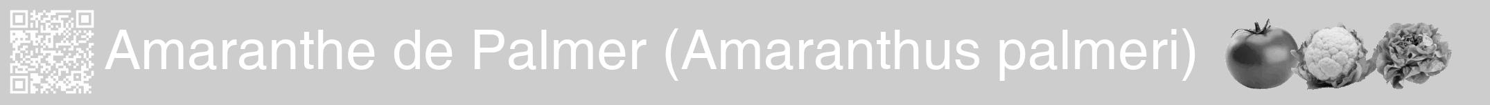 Étiquette de : Amaranthus palmeri - format a - style blanche41hel avec qrcode et comestibilité simplifiée