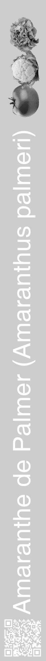 Étiquette de : Amaranthus palmeri - format a - style blanche41hel avec qrcode et comestibilité simplifiée - position verticale