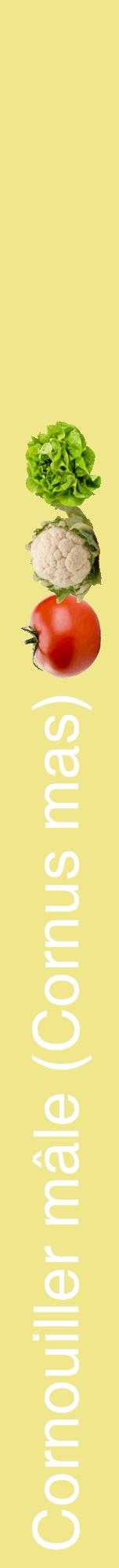 Étiquette de : Cornus mas - format a - style blanche20hel avec comestibilité simplifiée