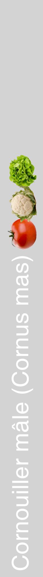 Étiquette de : Cornus mas - format a - style blanche56hel avec comestibilité simplifiée