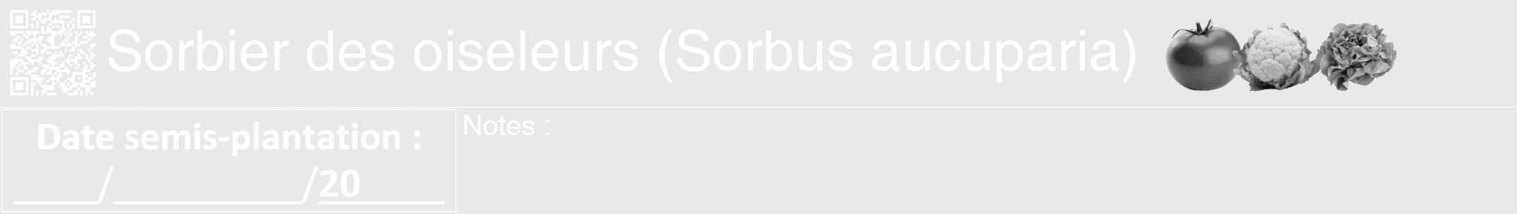 Étiquette de : Sorbus aucuparia - format a - style blanche55hel avec qrcode et comestibilité simplifiée