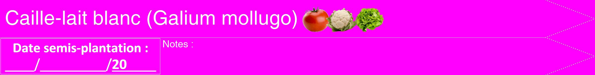 Étiquette de : Galium mollugo - format b - style blanche51hel avec comestibilité simplifiée