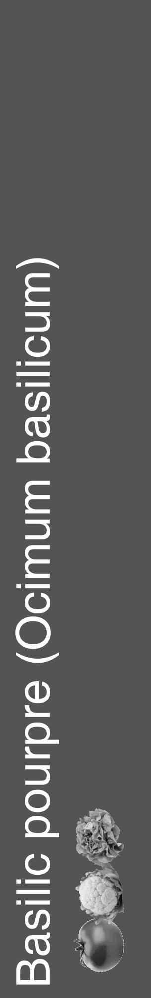 Étiquette de : Ocimum basilicum - format c - style blanche30_basique_basiquehel avec comestibilité simplifiée - position verticale