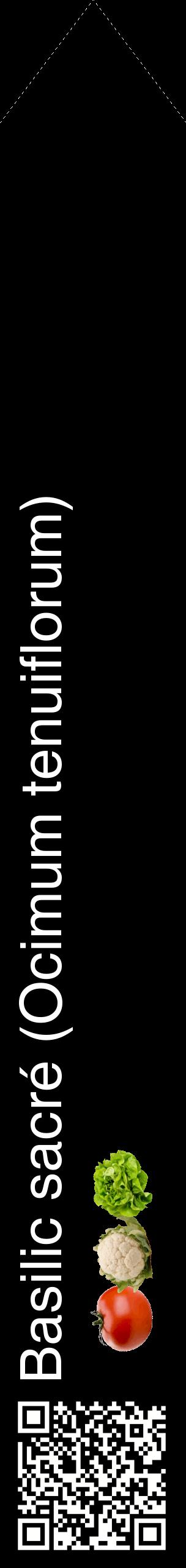Étiquette de : Ocimum tenuiflorum - format c - style blanche59_simplehel avec qrcode et comestibilité simplifiée