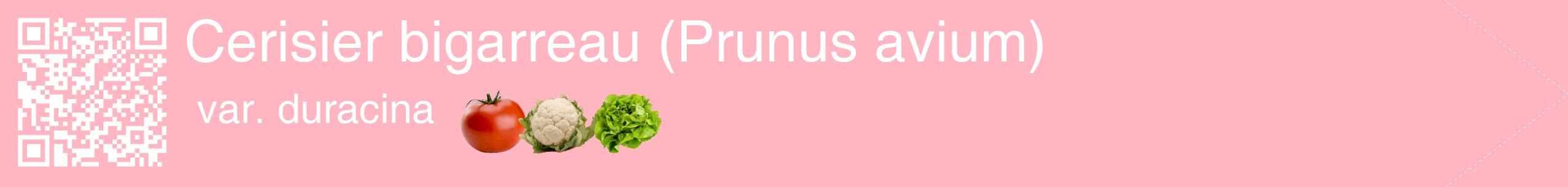 Étiquette de : Prunus avium var. duracina - format c - style blanche41simple_simple_simplehel avec qrcode et comestibilité simplifiée