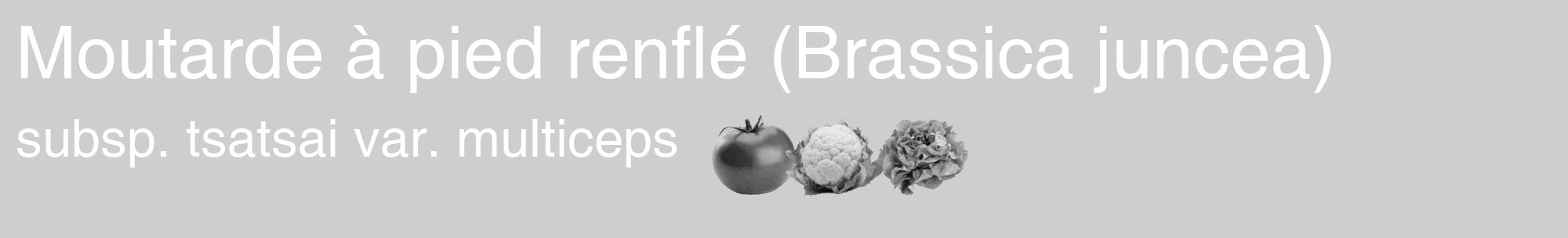 Étiquette de : Brassica juncea subsp. tsatsai var. multiceps - format c - style blanche17_basique_basiquehel avec comestibilité simplifiée