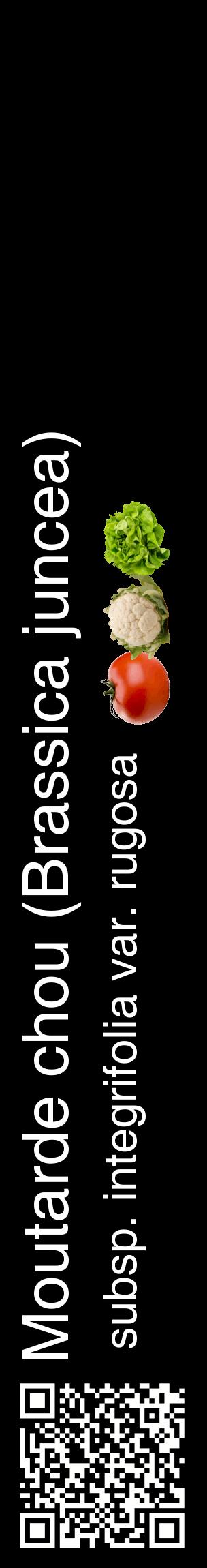 Étiquette de : Brassica juncea subsp. integrifolia var. rugosa - format c - style blanche59_basiquehel avec qrcode et comestibilité simplifiée