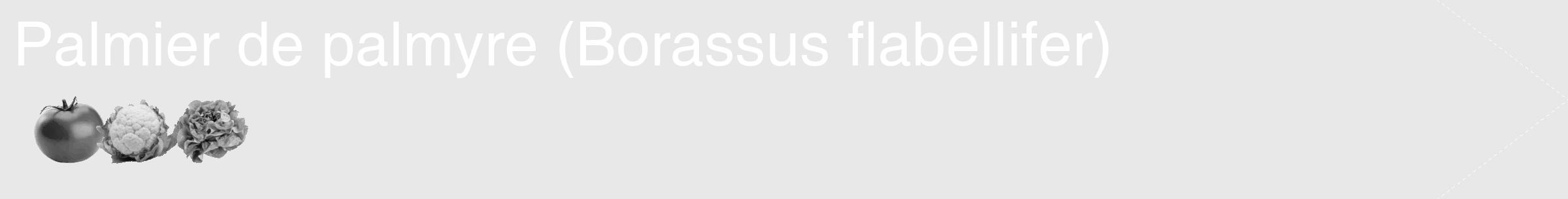 Étiquette de : Borassus flabellifer - format c - style blanche55_simple_simplehel avec comestibilité simplifiée