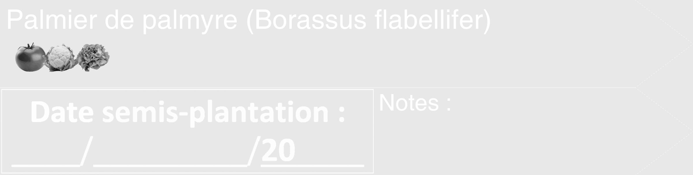 Étiquette de : Borassus flabellifer - format c - style blanche55_simple_simplehel avec comestibilité simplifiée