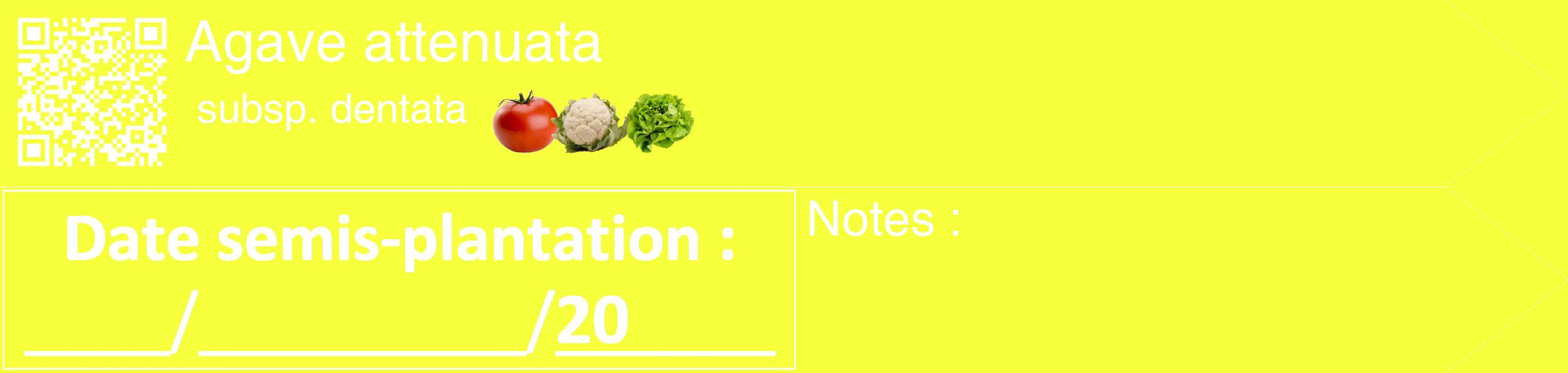 Étiquette de : Agave attenuata subsp. dentata - format c - style blanche18_simple_simplehel avec qrcode et comestibilité simplifiée
