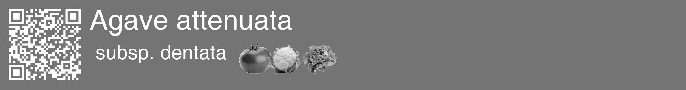Étiquette de : Agave attenuata subsp. dentata - format c - style blanche26_basique_basiquehel avec qrcode et comestibilité simplifiée