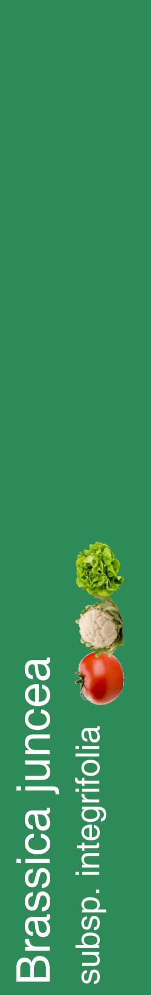 Étiquette de : Brassica juncea subsp. integrifolia - format c - style blanche11_basiquehel avec comestibilité simplifiée