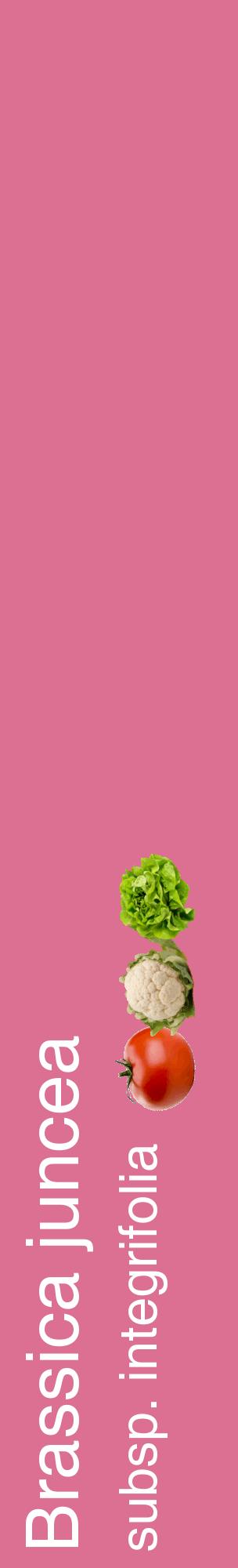 Étiquette de : Brassica juncea subsp. integrifolia - format c - style blanche44_basiquehel avec comestibilité simplifiée