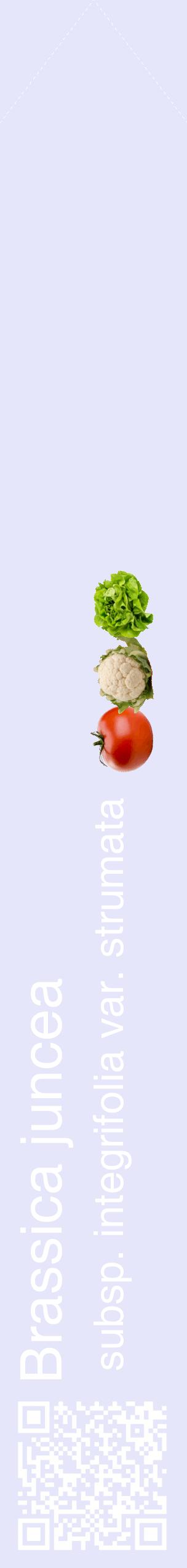 Étiquette de : Brassica juncea subsp. integrifolia var. strumata - format c - style blanche55_simplehel avec qrcode et comestibilité simplifiée