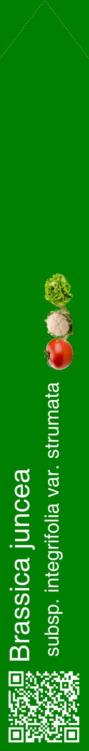 Étiquette de : Brassica juncea subsp. integrifolia var. strumata - format c - style blanche9_simplehel avec qrcode et comestibilité simplifiée