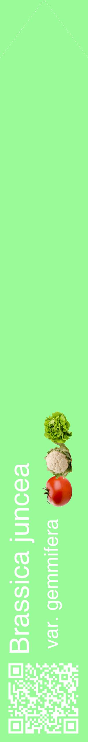 Étiquette de : Brassica juncea var. gemmifera - format c - style blanche14_simplehel avec qrcode et comestibilité simplifiée