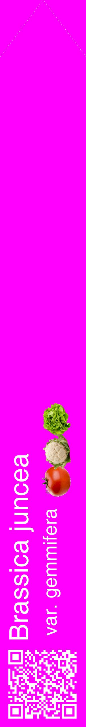 Étiquette de : Brassica juncea var. gemmifera - format c - style blanche51_simplehel avec qrcode et comestibilité simplifiée