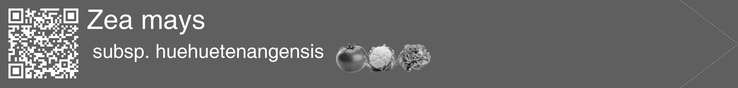 Étiquette de : Zea mays subsp. huehuetenangensis - format c - style blanche10_simple_simplehel avec qrcode et comestibilité simplifiée