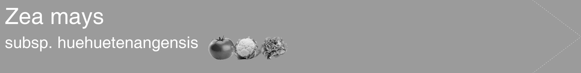 Étiquette de : Zea mays subsp. huehuetenangensis - format c - style blanche52_simple_simplehel avec comestibilité simplifiée
