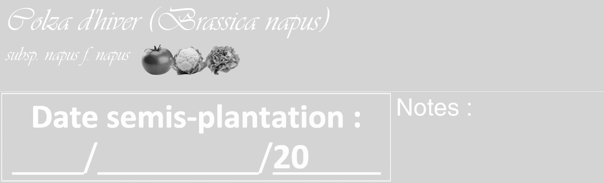 Étiquette de : Brassica napus subsp. napus f. napus - format c - style blanche40_basique_basiqueviv avec comestibilité simplifiée