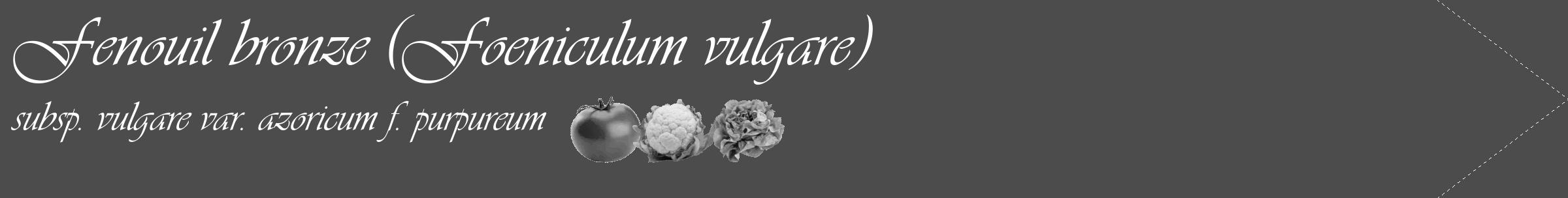 Étiquette de : Foeniculum vulgare subsp. vulgare var. azoricum f. purpureum - format c - style blanche27_simple_simpleviv avec comestibilité simplifiée