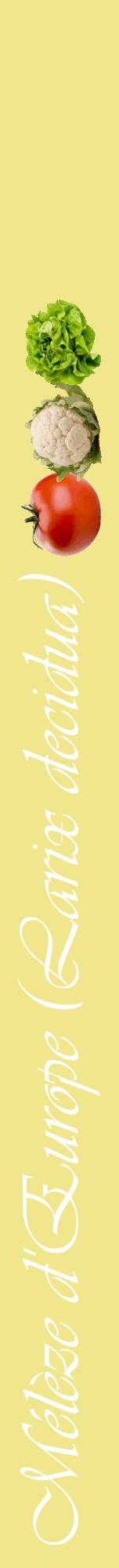 Étiquette de : Larix decidua - format a - style blanche20viv avec comestibilité simplifiée