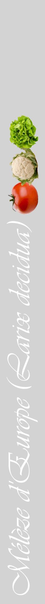 Étiquette de : Larix decidua - format a - style blanche56viv avec comestibilité simplifiée