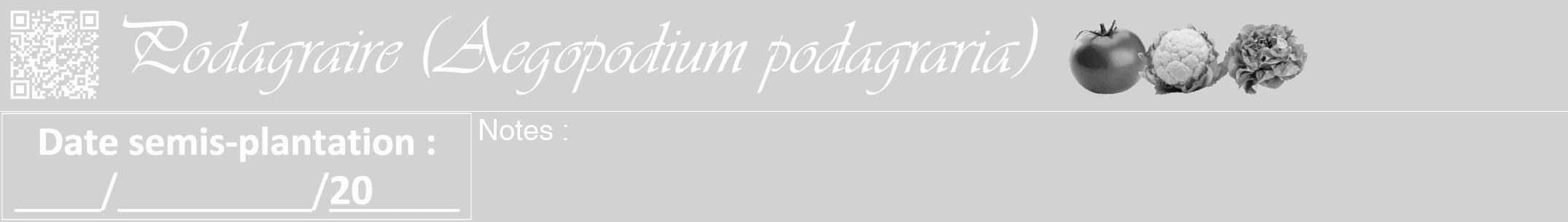 Étiquette de : Aegopodium podagraria - format a - style blanche14viv avec qrcode et comestibilité simplifiée