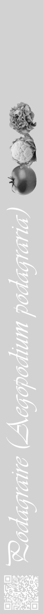 Étiquette de : Aegopodium podagraria - format a - style blanche14viv avec qrcode et comestibilité simplifiée - position verticale
