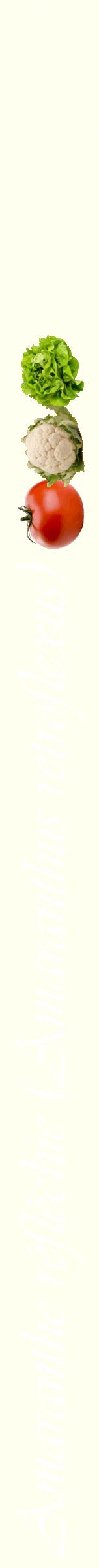 Étiquette de : Amaranthus retroflexus - format b - style blanche19viv avec comestibilité simplifiée