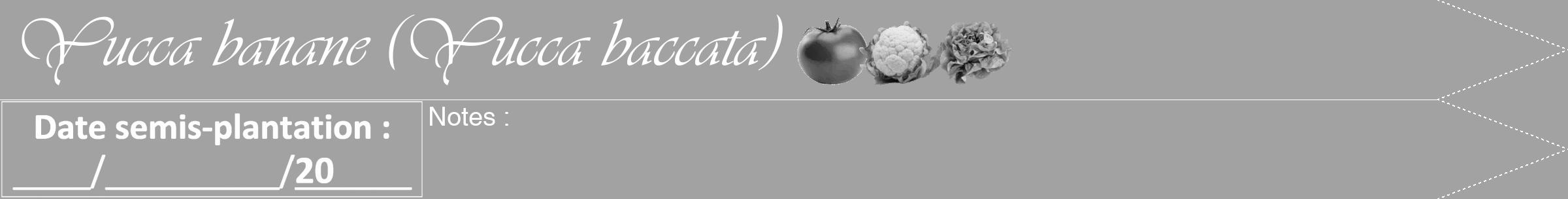 Étiquette de : Yucca baccata - format b - style blanche38viv avec comestibilité simplifiée