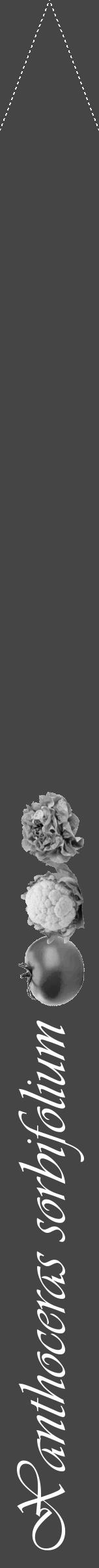 Étiquette de : Xanthoceras sorbifolium - format b - style blanche58viv avec comestibilité simplifiée - position verticale