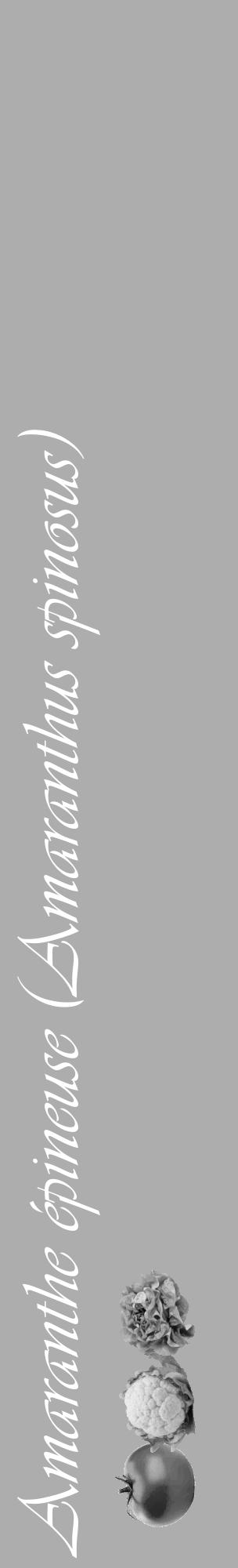 Étiquette de : Amaranthus spinosus - format c - style blanche22_basique_basiqueviv avec comestibilité simplifiée - position verticale