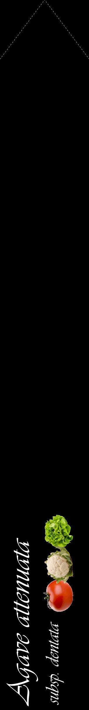 Étiquette de : Agave attenuata subsp. dentata - format c - style blanche59_simpleviv avec comestibilité simplifiée