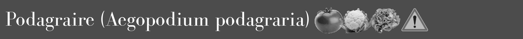 Étiquette de : Aegopodium podagraria - format a - style blanche27bod avec comestibilité simplifiée