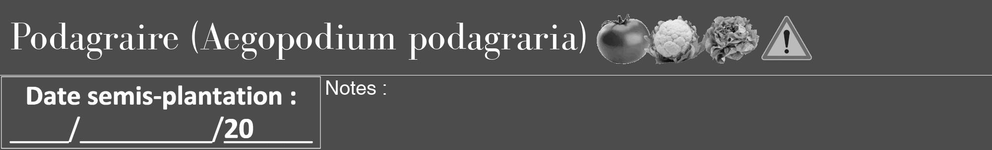 Étiquette de : Aegopodium podagraria - format a - style blanche27bod avec comestibilité simplifiée