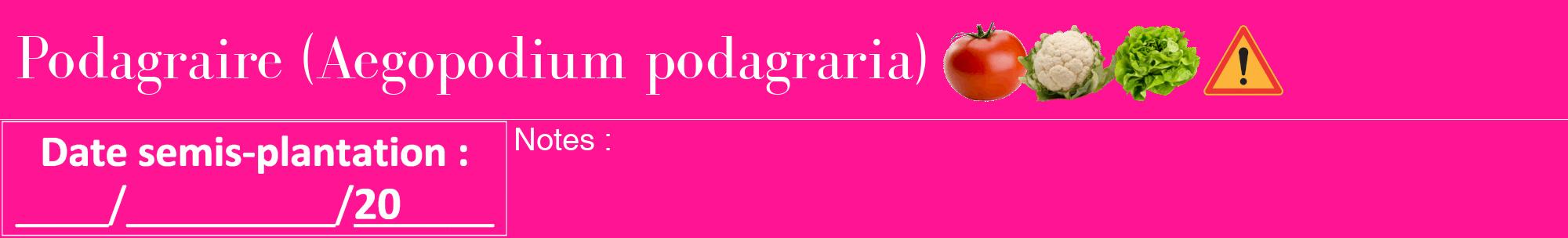 Étiquette de : Aegopodium podagraria - format a - style blanche43bod avec comestibilité simplifiée