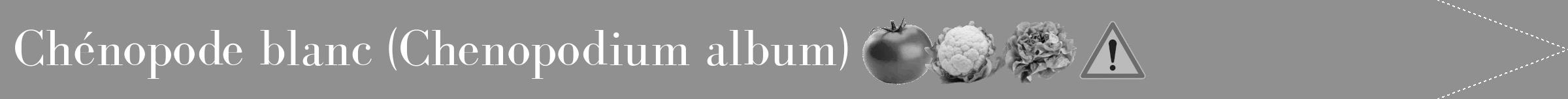 Étiquette de : Chenopodium album - format b - style blanche4bod avec comestibilité simplifiée
