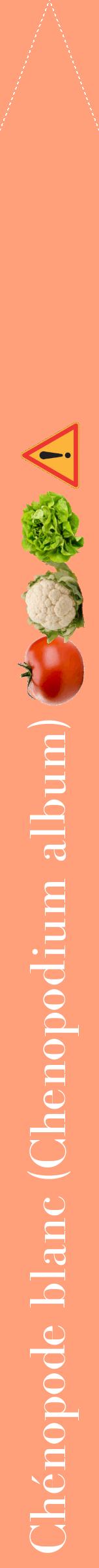 Étiquette de : Chenopodium album - format b - style blanche39bod avec comestibilité simplifiée