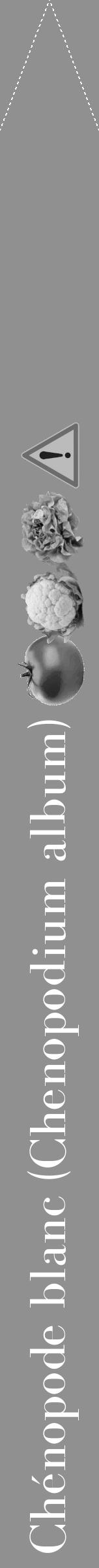 Étiquette de : Chenopodium album - format b - style blanche4bod avec comestibilité simplifiée - position verticale