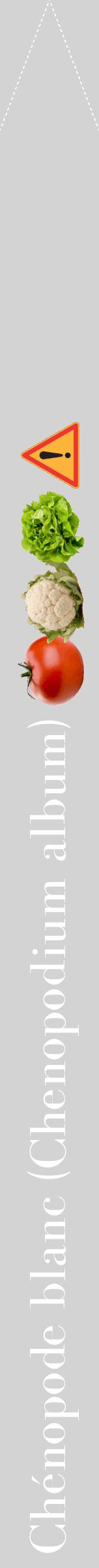 Étiquette de : Chenopodium album - format b - style blanche56bod avec comestibilité simplifiée