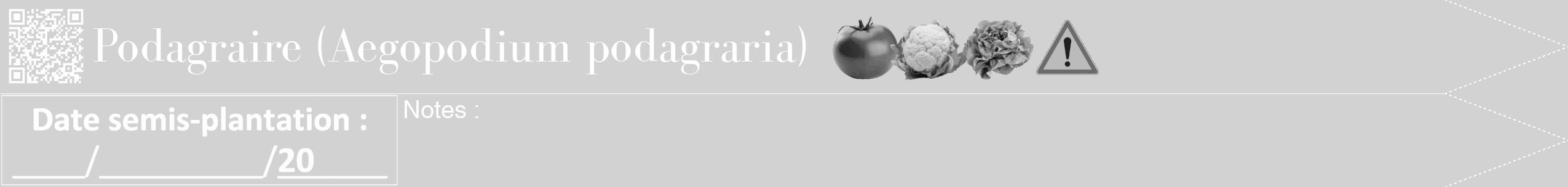 Étiquette de : Aegopodium podagraria - format b - style blanche14bod avec qrcode et comestibilité simplifiée