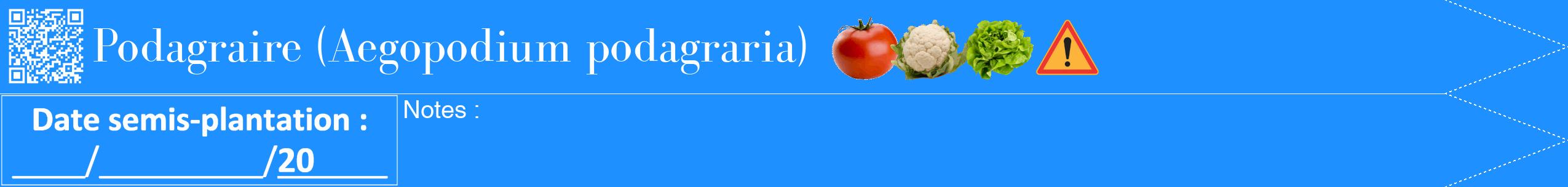 Étiquette de : Aegopodium podagraria - format b - style blanche3bod avec qrcode et comestibilité simplifiée