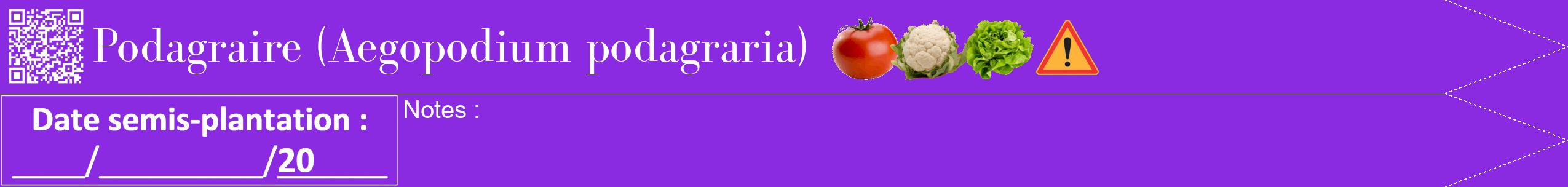 Étiquette de : Aegopodium podagraria - format b - style blanche49bod avec qrcode et comestibilité simplifiée